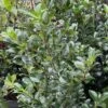 Houx - Ilex Meserveae Heckenfee -Boutique Pafurme image 4101 1