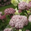 Hortensia Arborescens Sweet Annabelle -Boutique Pafurme invincibelle blush 83729 1