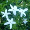 Jasmin Des Açores - Jasminum Azoricum -Boutique Pafurme jasminum azoricum 83639 5