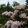 Kalmia Latifolia - Laurier Des Montagnes Rose Pâle -Boutique Pafurme kalmia latifolia 7537 1 1