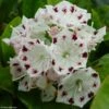 Kalmia Latifolia Freckles - Laurier Des Montagnes Noir Et Blanc -Boutique Pafurme kalmia latifolia freckles 9665 1 2
