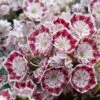 Kalmia Latifolia Minuet - Laurier Des Montagnes 2 Kalmia Latifolia Minuet - Laurier Des Montagnes -Boutique Pafurme kalmia latifolia minuet 781842 1