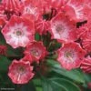 Kalmia Latifolia Pinkobello - Laurier Des Montagnes Rose Vif 2 Kalmia Latifolia Pinkobello - Laurier Des Montagnes Rose Vif -Boutique Pafurme kalmia latifolia pinkobello 781989 1 1