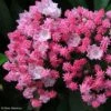Kalmia Latifolia You Can - Laurier Des Montagnes En Camaieu De Rose -Boutique Pafurme kalmia latifolia you can 781987 1
