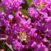 Lagerstroemia Indica Terre Chinoise - Lilas Des Indes 1 Lagerstroemia Indica Terre Chinoise - Lilas Des Indes -Boutique Pafurme lagers terre chinoise b90