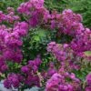 Lagerstroemia Indica Violet D'Eté Indyvio - Lilas Des Indes Violine -Boutique Pafurme lagerstroemia indica Violet d Ete indyvio 81391 1