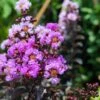 Lagerstroemia Indica Black Diamond Lavender Lace - Lilas Des Indes -Boutique Pafurme lagerstroemia indica black diamond lavender lace copyright 1006861 1