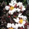 Lagerstroemia Indica Black Solitaire (Black Diamond) Pure White - Lilas Des Indes
