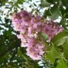 Lagerstroemia Indica Mauve - Lilas Des Indes -Boutique Pafurme lagerstroemia indica rose ld abbamouse 7623 1