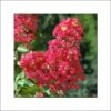 Lagerstroemia Indica Rubra - Lilas Des Indes 2 Lagerstroemia Indica Rubra - Lilas Des Indes -Boutique Pafurme lagerstroemia indica rubra 85978 1