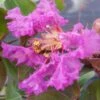 Lagerstroemia Indica Summer Beauty Centennial - Lilas Des Indes 1 Lagerstroemia Indica Summer Beauty Centennial - Lilas Des Indes -Boutique Pafurme lagerstroemia indica summer beauty centennial 85956 1