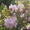 Lagerstroemia Indica Summer Beauty Hope - Lilas Des Indes -Boutique Pafurme lagerstroemia indica summer beauty hope 85957 1