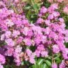 Lagerstroemia Indica Summer Beauty Ozark Spring - Lilas Des Indes -Boutique Pafurme lagerstroemia indica summer beauty ozark spring 85958 1