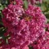 Lagerstroemia Indica Summer Beauty Velma's Royal Delight - Lilas Des Indes -Boutique Pafurme lagerstroemia indica summer beauty velma s royal delight 85959 1