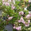Lagerstroemia Indica Summer Charm Hopi - Lilas Des Indes -Boutique Pafurme lagerstroemia indica summer charm hopi 85954 1