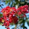 Lagerstroemia Indica Summer Charm Tuscarora - Lilas Des Indes 1 Lagerstroemia Indica Summer Charm Tuscarora - Lilas Des Indes -Boutique Pafurme lagerstroemia indica summer charm tuscarora 85955 1