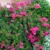 Lagerstroemia Mimie Fuchsia - Lilas De Indes Couvre-sol -Boutique Pafurme lagerstroemia mimie fuchsia 85803 1
