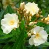 Laurier Rose Luteum Plenum - Nerium Oleander -Boutique Pafurme laurier rose luteum plenum nerium oleander copyright 870561 1