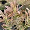Leucadendron Jester -Boutique Pafurme leucadendron Jester IF 16677 1