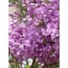 Lilas - Syringa Chinensis Saugeana 1 Lilas - Syringa Chinensis Saugeana -Boutique Pafurme lilas saugeana 3922