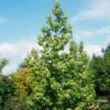 Liquidambar Styraciflua Thea - Copalme D'Amérique -Boutique Pafurme liquidambar styraciflua thea 84140 1