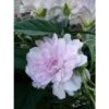 Liseron Du Japon Grimpant Flore Pleno - Calystegia Hederacea -Boutique Pafurme liseron du japon grimpant flore pleno 87689 1