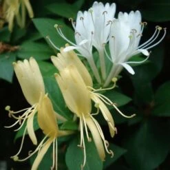 Chèvrefeuille Du Japon Halliana - Lonicera Japonica
