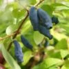 Lonicera Kamtschatica Eisbär - Baie De Mai -Boutique Pafurme lonicera kamtschatica eisb r 85621 1