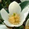 Magnolia Dianica Summer Snowflake - Michelia -Boutique Pafurme magnolia dianica summer sunflake 84158 3