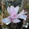 Magnolia Loebneri Leonard Messel -Boutique Pafurme magnolia messel 7903 1