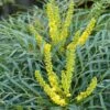 Mahonia Soft Caress - Mahonia Hybride -Boutique Pafurme mahonia soft caress 0525 1
