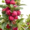 Malus Appletini (Gulliver) - Pommier D'ornement -Boutique Pafurme malus appletini gulliver 15594 1