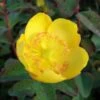 Hypericum Dummeri Peter Dummer - Millepertuis -Boutique Pafurme millepertuis hypericum dummeri peter dummer 7540 1