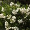 Laurier Rose - Nerium Oleander Blanc -Boutique Pafurme nerium oleander blanc 833818 1