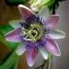 Passiflora Allardii - Fleur De La Passion -Boutique Pafurme passiflora allardii 87026 1