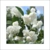 Seringat Blanc - Philadelphus Albâtre -Boutique Pafurme philadelphus albatre 84187 1
