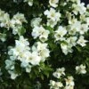 Seringat Des Jardins - Philadelphus Belle Etoile -Boutique Pafurme philadelphus belle etoile 781753 2