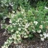 Seringat - Philadelphus Snowbelle -Boutique Pafurme philadelphus snowbelle 1001572 1