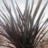Phormium Dark Delight - Lin De Nouvelle-Zélande -Boutique Pafurme phormium dark delight 83888 1