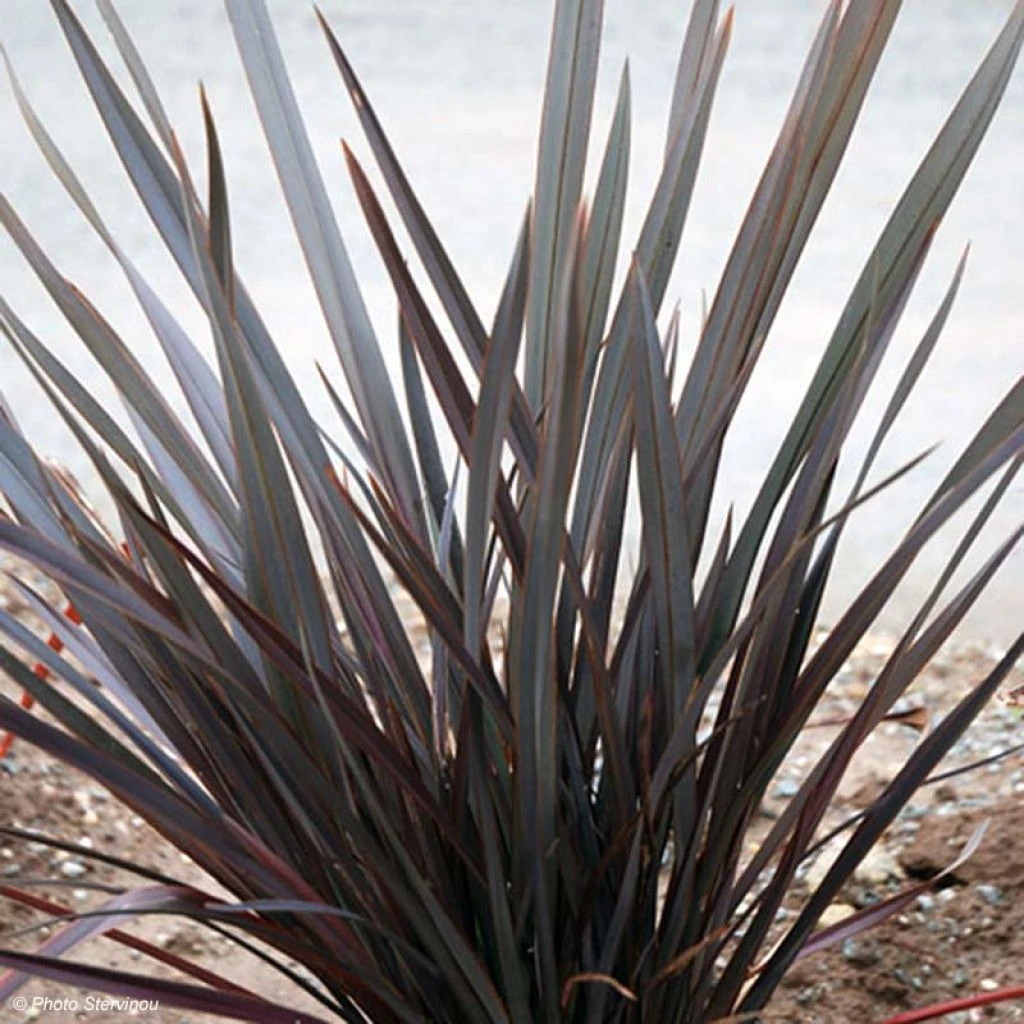Phormium Dark Delight - Lin De Nouvelle-Zélande 3 Phormium Dark Delight - Lin De Nouvelle-Zélande