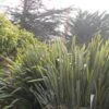 Phormium Tenax - Lin De Nouvelle-Zélande -Boutique Pafurme phormium tenax 835162 1
