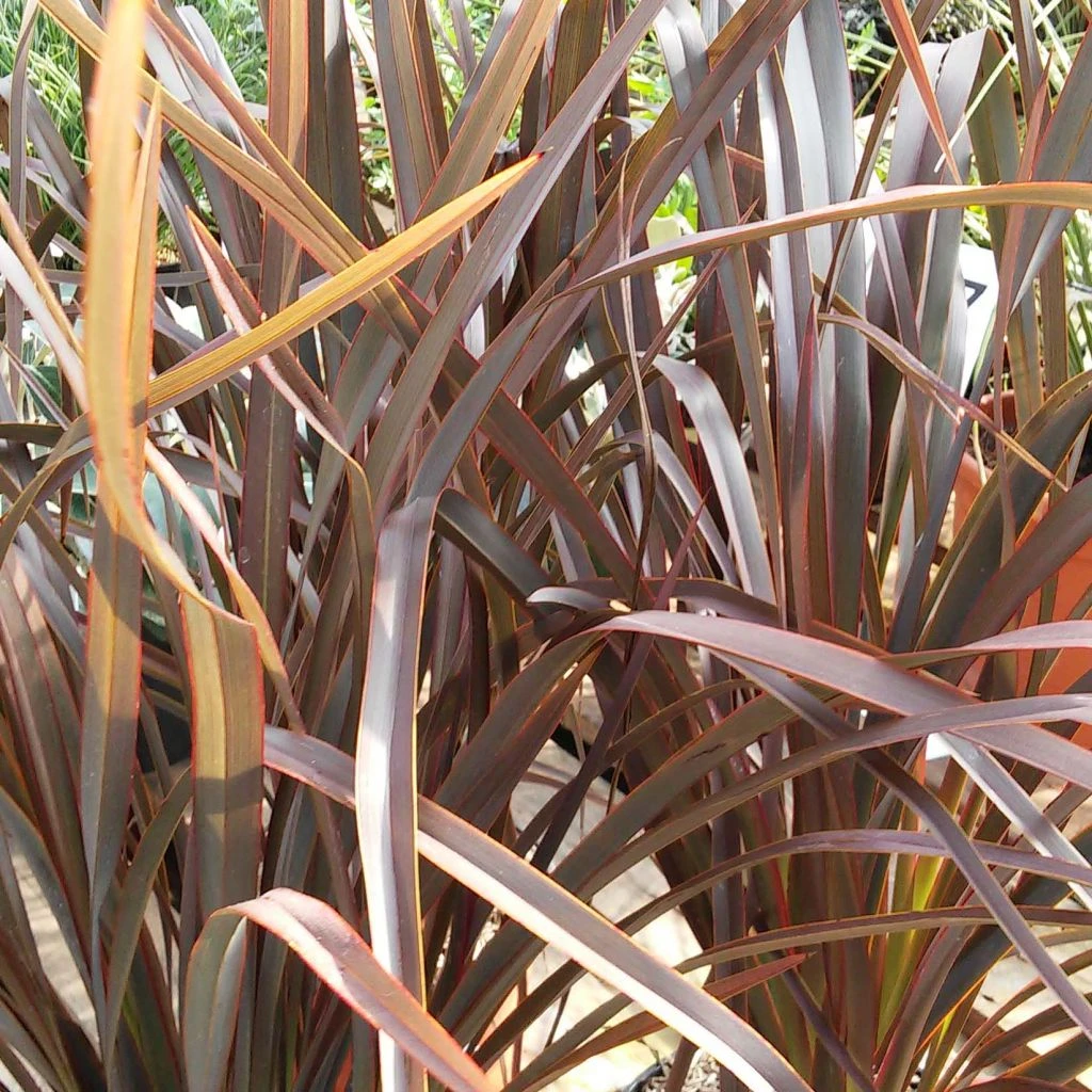 Phormium Tenax Purpureum - Lin De Nouvelle-Zélande 3 Phormium Tenax Purpureum - Lin De Nouvelle-Zélande
