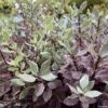 Pittosporum Tenuifolium Bannow Bay -Boutique Pafurme pittosporum bannow bay IF 15354 1