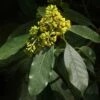 Pittosporum Daphniphylloides -Boutique Pafurme pittosporum daphniphylloides 86436 1