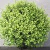 Pittosporum Tenuifolium Midget -Boutique Pafurme pittosporum tenuifolium midget 15119 1