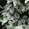 Pittosporum Tenuifolium Elisabeth -Boutique Pafurme pittosporum tenuifolium elisabeth