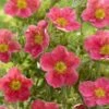 Potentilla Fruticosa Danny Boy - Potentille Arbustive à Fleurs Simples Rose Framboise 2 Potentilla Fruticosa Danny Boy - Potentille Arbustive à Fleurs Simples Rose Framboise -Boutique Pafurme potentilla danny boy copyright plantipp 2