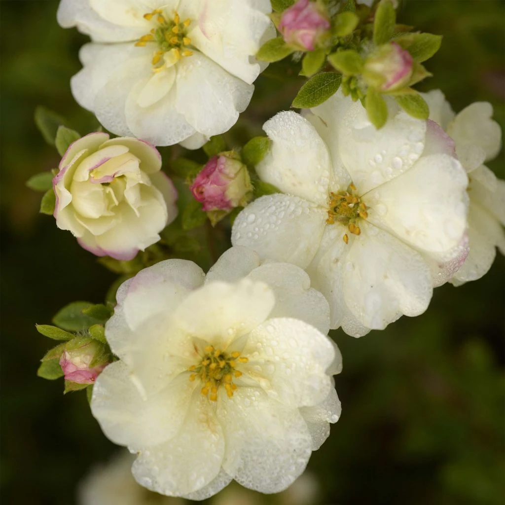 Potentille Arbustive - Potentilla Fruticosa Double Punch Cream 3 Potentille Arbustive - Potentilla Fruticosa Double Punch Cream