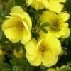 Potentille Arbustive - Potentilla Fruticosa Double Punch Gold -Boutique Pafurme potentilla fruticosa double punch gold 100807 1