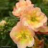Potentille Arbustive - Potentilla Fruticosa Double Punch Peach -Boutique Pafurme potentilla fruticosa double punch peach 100809 1